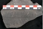 Foto (Detailansicht) von Alethopteris serlii Brongniart (NHMW-GEO-2024-0188-10823)